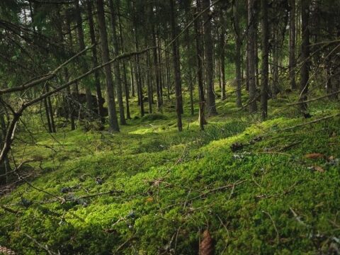 Уряд сформував наглядову раду «Лісів України»