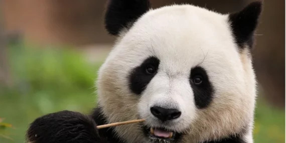 Китай забирає панд із Японії вперше за 50 років через політичні обставини