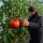 Зимовий томатний розрив: російські тепличники просять підняти бар’єр для імпорту