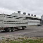 П’ять мільярдів за вхід: як російське свинарство росте за рахунок дрібних виробників